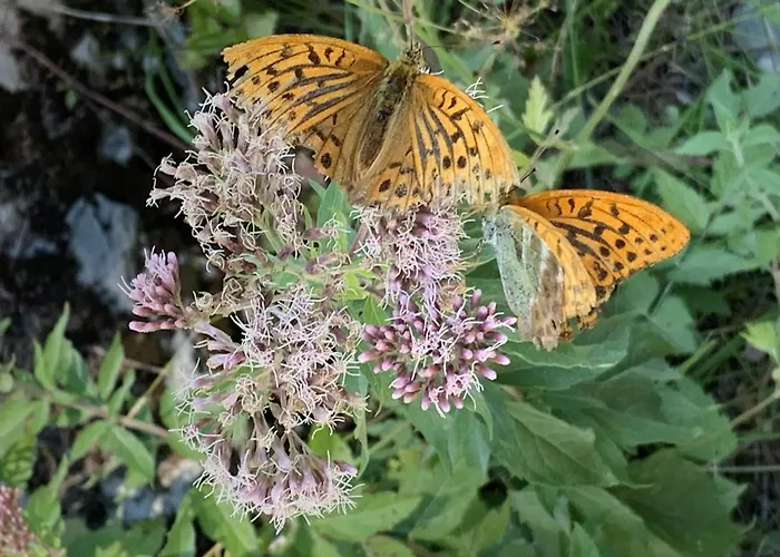 Отель Al Piccolo Rancho Лакс