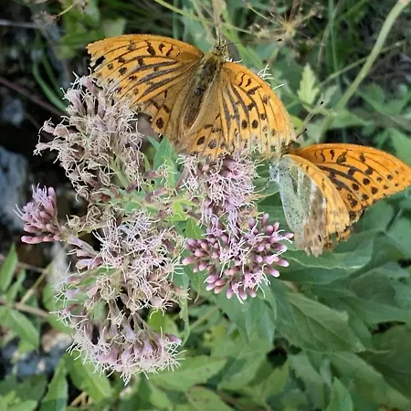 ホテル Al Piccolo Rancho ラア